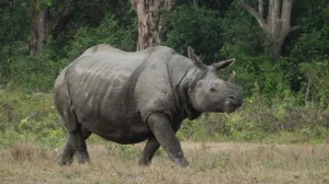 गैँडाको आक्रमणबाट चितवनमा वृद्धको मृत्यु