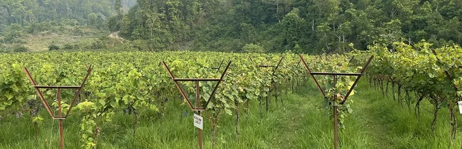 ७० रोपनी क्षेत्रफलमा अङ्गुरखेती