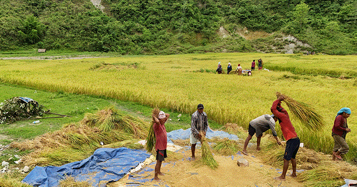 किसानलाई चैते धान थन्क्याउने चटारो