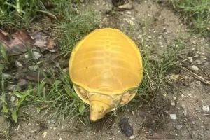 जलथल जंगलमा भेटियो दुर्लभ कछुवा