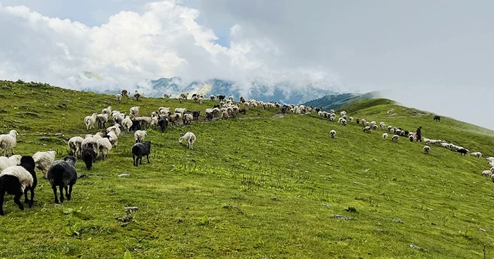लेक उक्लिए गोठाला