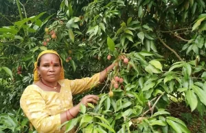 रामघाट सुर्खेतमा व्यावसायिक लिचीमा आकर्षण