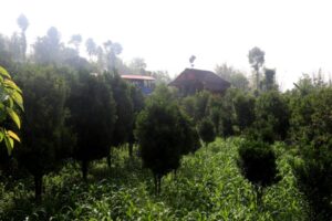 व्यावसायिक सुन्तलाखेतीमा जुट्दै भोजपुर पालुवाका किसान