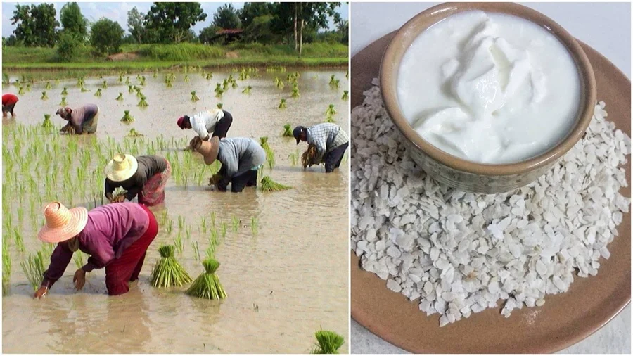 असार १५: धान दिवस र दही चिउराको सांस्कृतिक पर्व मनाइँदै