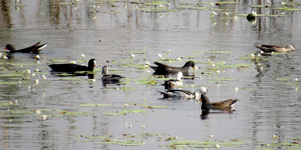घोडाघोडीमा घट्यो हरिहाँसको संख्या