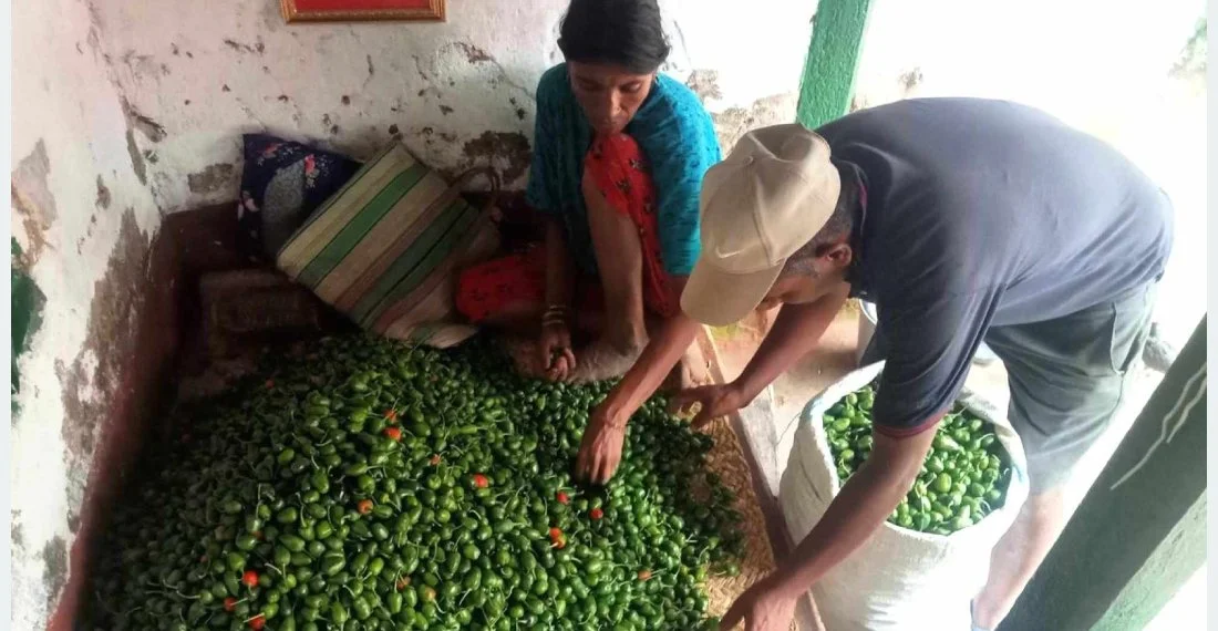 आम्दानीको स्रोत बन्दै ‘अकबरे’