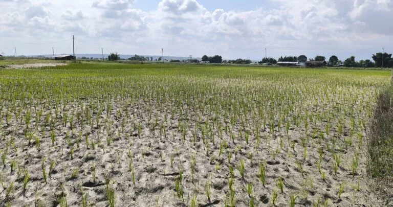 खडेरीले रोपेको धान सुक्न थाल्यो, उकुसमुकुस गर्मीले जनजीवन कष्टकर