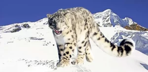19 sheep killed in snow leopard attack in Mustang