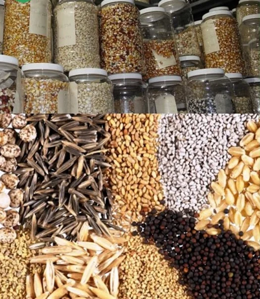 आधुनिक रोग निदानका आधारः परम्परागत खाद्यबाली