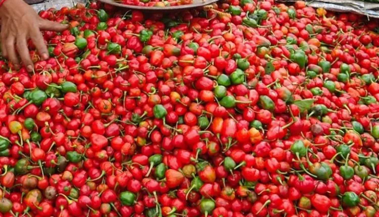 अकबरेखेती गरेका किसानलाई बजारको चिन्ता