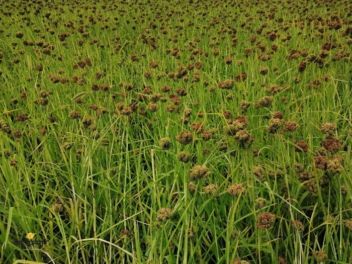 बहुगुणी अन्न कोदोः खेती गर्न किसानको अरुची