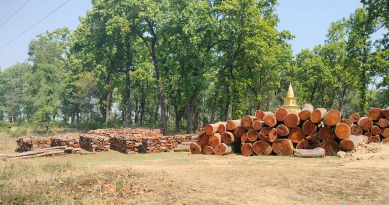 नीति अभावले करोडौँको काठ वनमै कुहिँदै