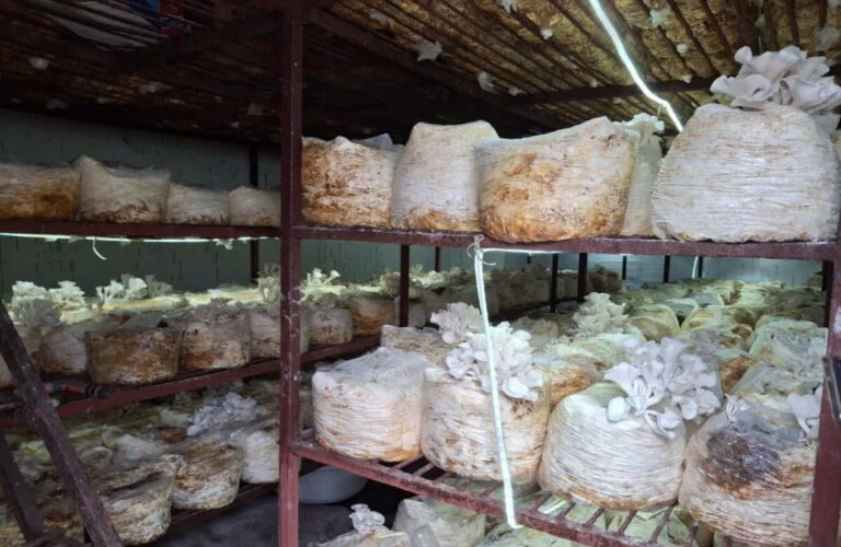 कम्प्युटर इञ्जिनीयरिङ गरेका युवाको च्याउखेती