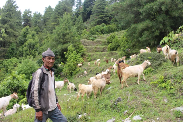 वैदेशिक रोजगारीमा ठक्कर, बाख्रापालनबाट मिल्यो सफलता