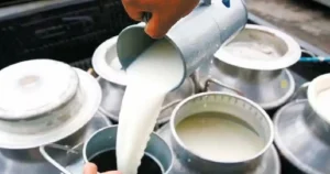 भिमाद नगरपालिकाले किसानलाई दूधमा प्रतिलिटर १० रुपैयाँ अनुदान दिने